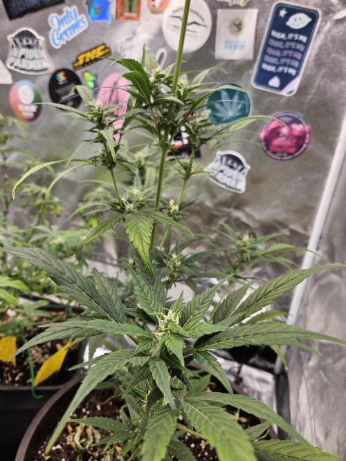 Big Bang Auto mutant. Week 7