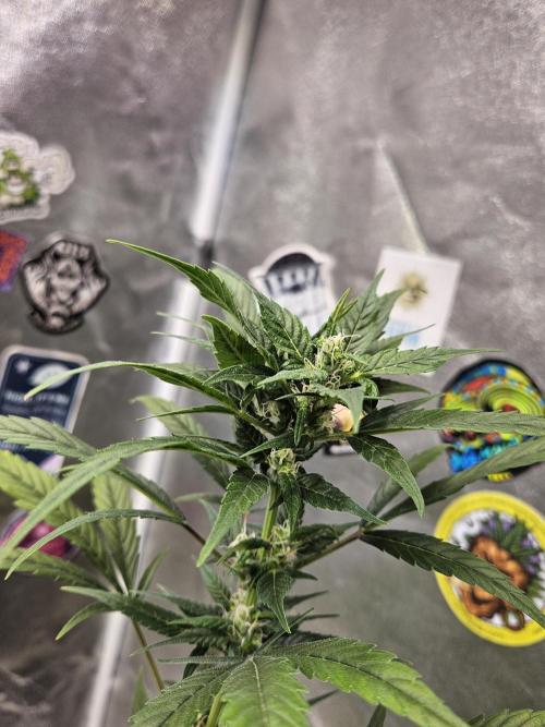 Big Bang Auto mutant. Week 7