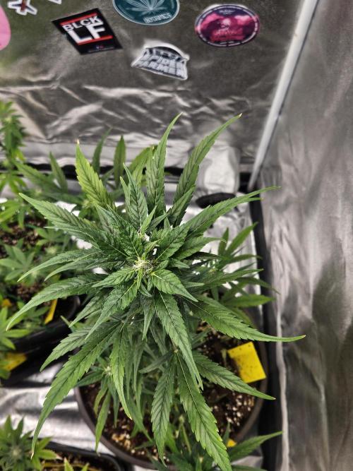 Big Bang Auto mutant. Week 7