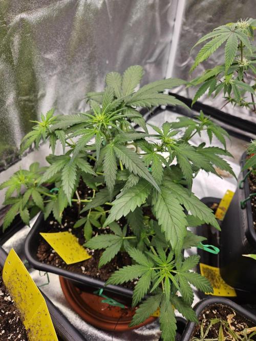 2. Big Bang Auto. Week 6