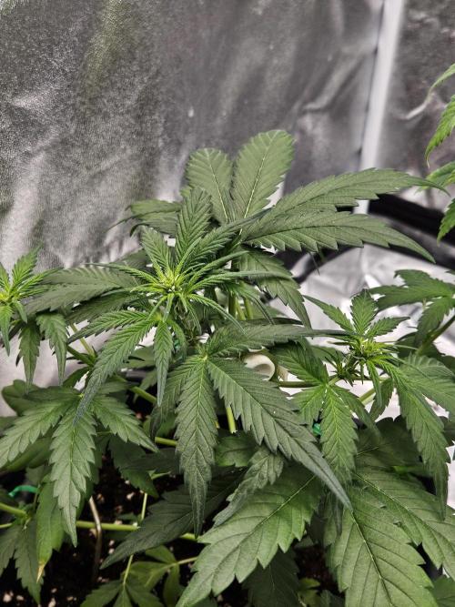 2. Big Bang Auto. Week 6