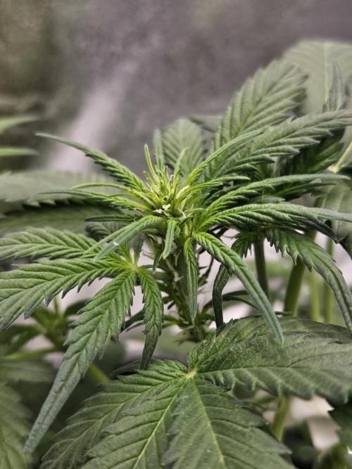 2. Big Bang Auto. Week 6