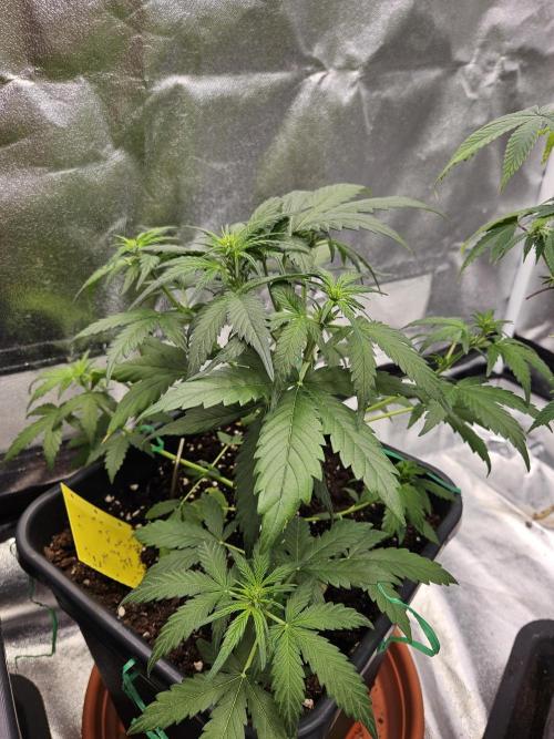 2. Big Bang Auto. Week 6