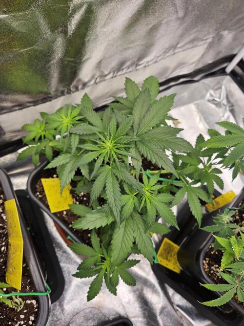 2. Big Bang Auto. Week 6