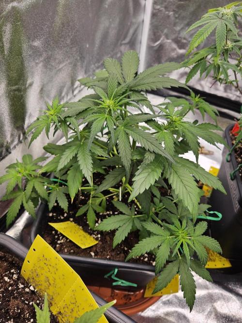 2. Big Bang Auto. Week 6
