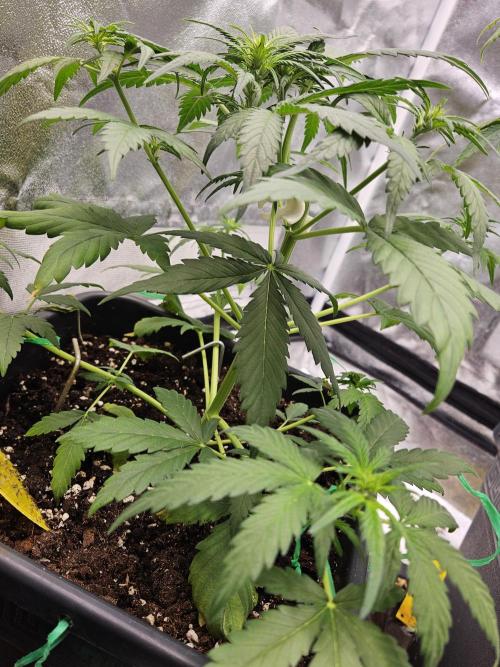2. Big Bang Auto. Week 6