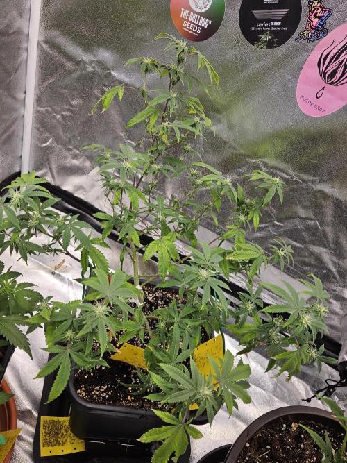 Cherry Limeade 2.. Week 18
