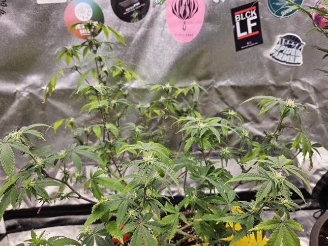 Cherry Limeade 2.. Week 18