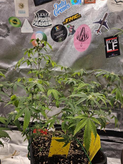 Cherry Limeade 2.. Week 18