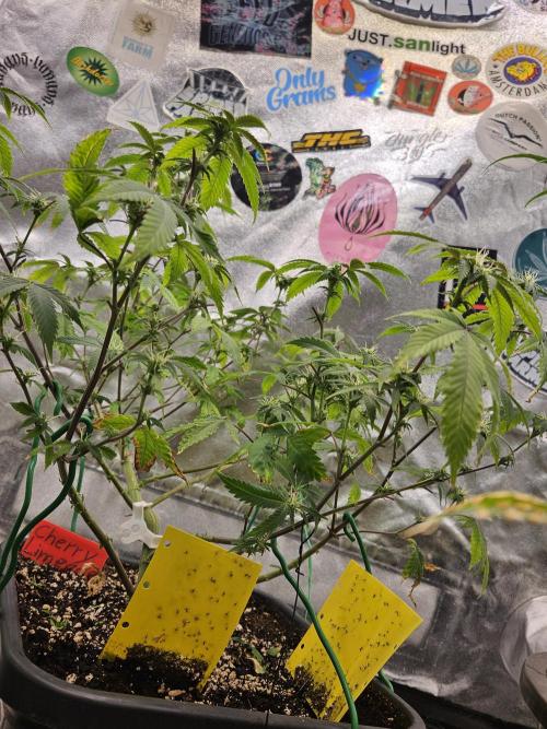 Cherry Limeade 2.. Week 18