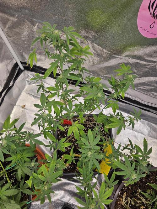 Cherry Limeade 2.. Week 18