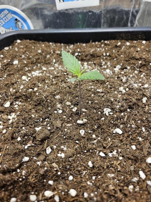 Fastberry Auto 2.. Week 1
