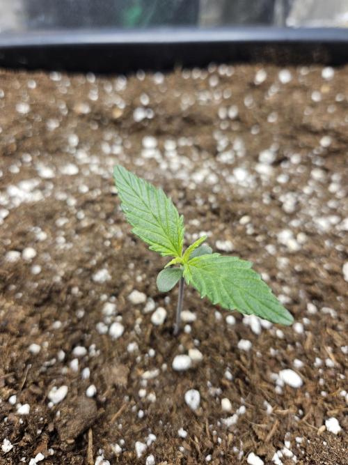 Fastberry Auto 2.. Week 1