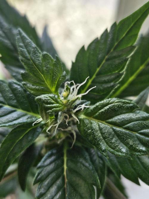 Inside_growlab