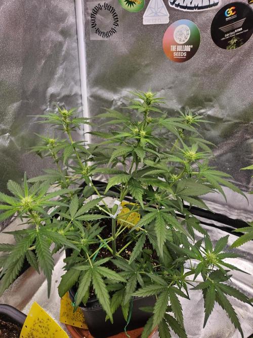 2. Big Bang Auto. Week 7