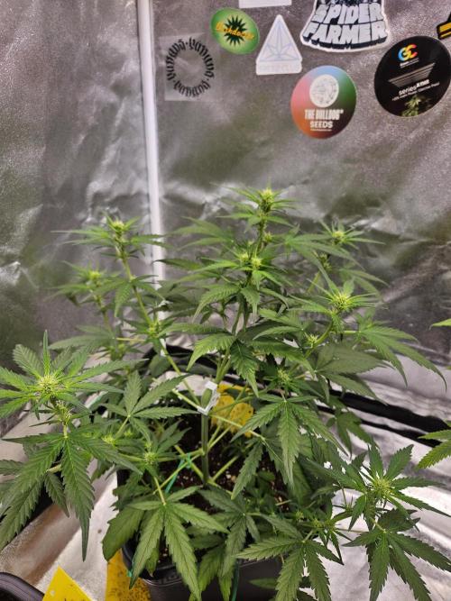 2. Big Bang Auto. Week 7