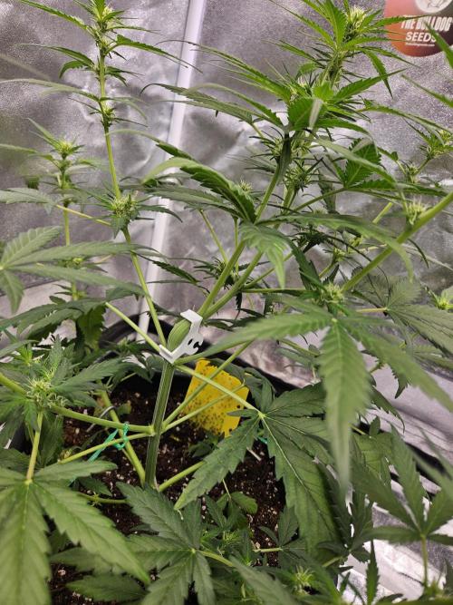2. Big Bang Auto. Week 7