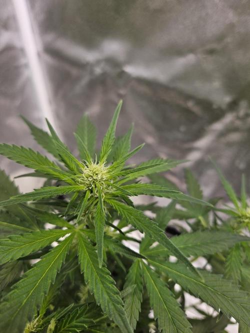 2. Big Bang Auto. Week 7
