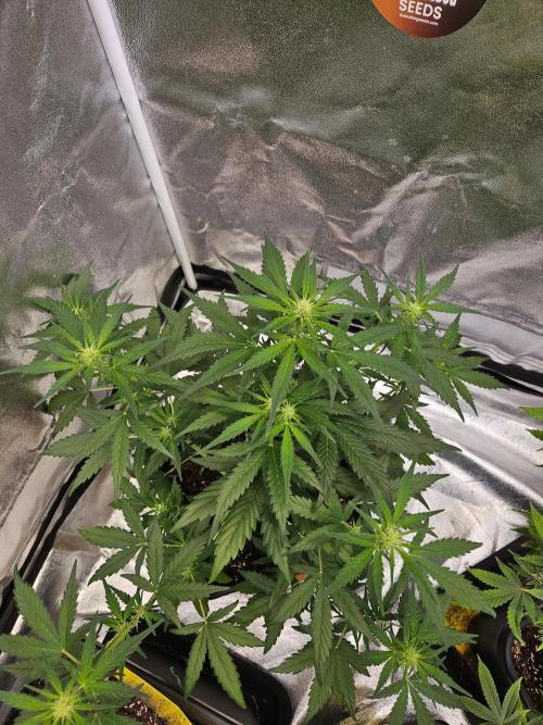 2. Big Bang Auto. Week 7