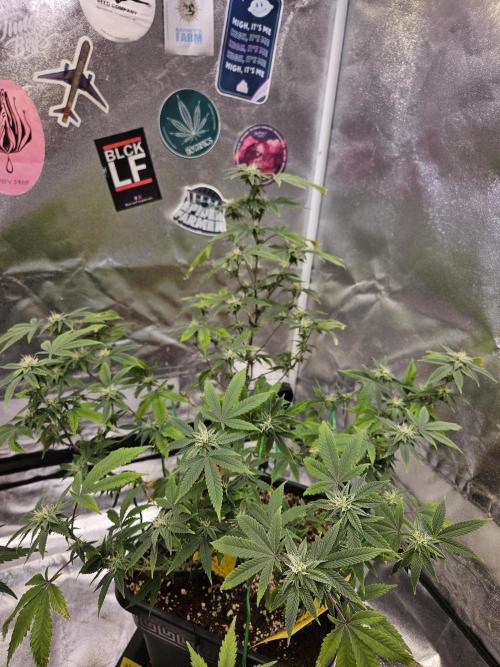 Cherry Limeade 2.. Week 19
