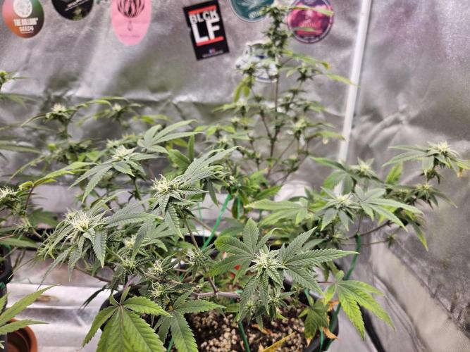 Cherry Limeade 2.. Week 19