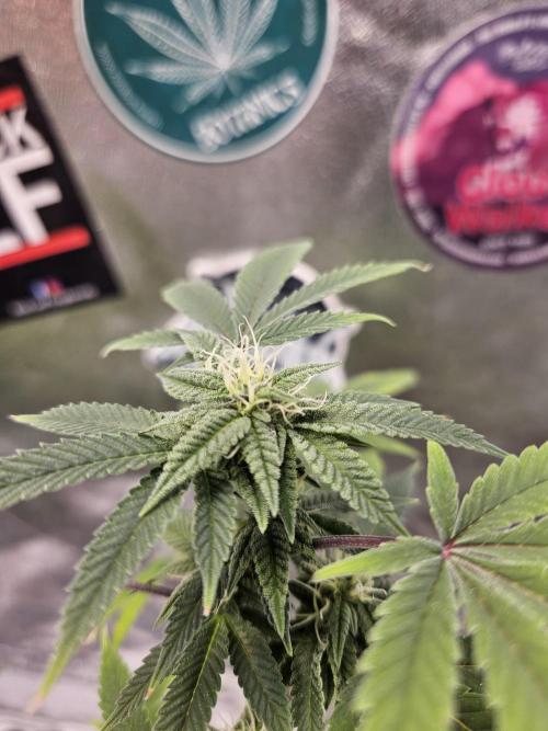 Cherry Limeade 2.. Week 19