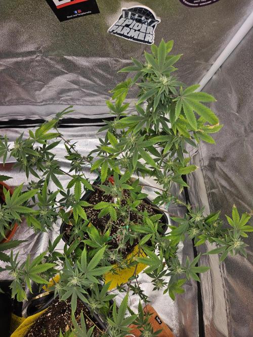 Cherry Limeade 2.. Week 19