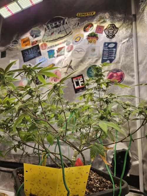 Cherry Limeade 2.. Week 19