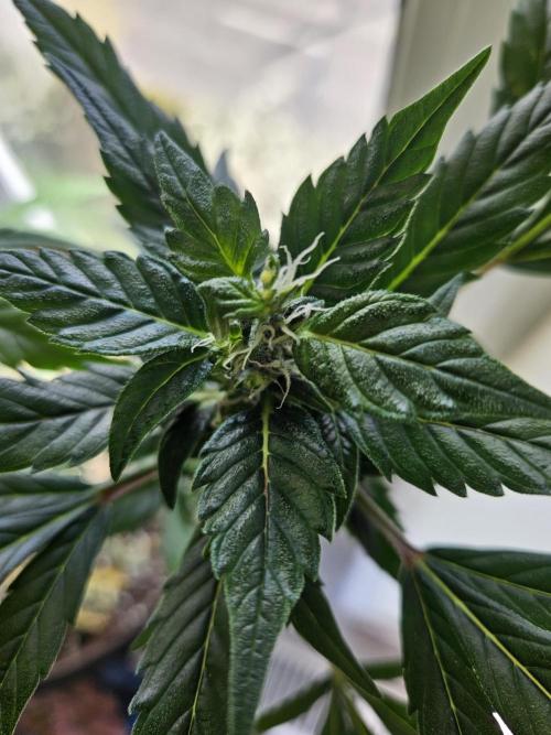 Big Bang Auto mutant. Week 8