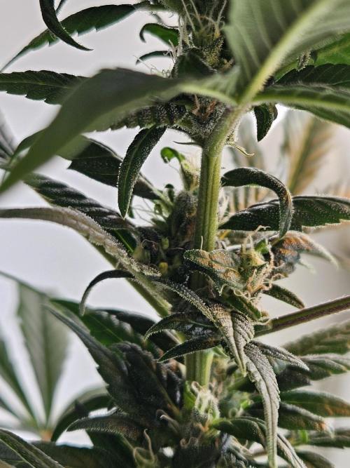 Big Bang Auto mutant. Week 8