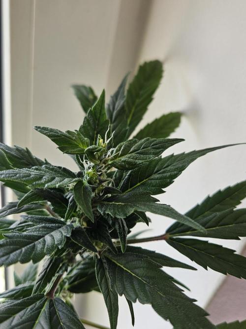Big Bang Auto mutant. Week 8
