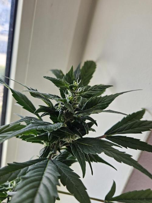 Big Bang Auto mutant. Week 8