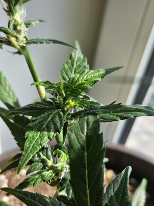 Big Bang Auto mutant. Week 8