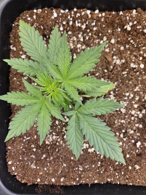 Fastberry Auto 2.. Week 2