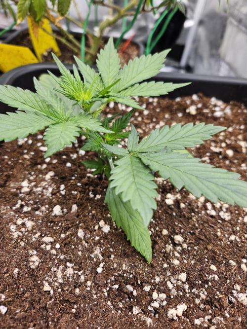 Fastberry Auto 2.. Week 2