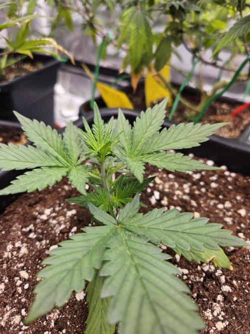 Fastberry Auto 2.. Week 2