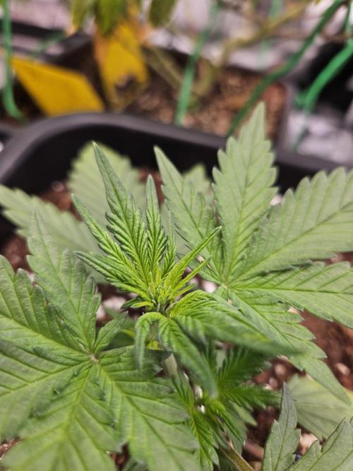 Fastberry Auto 2.. Week 2