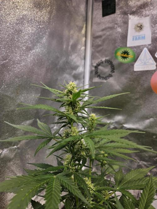 2. Big Bang Auto. Week 8