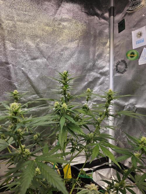 2. Big Bang Auto. Week 8