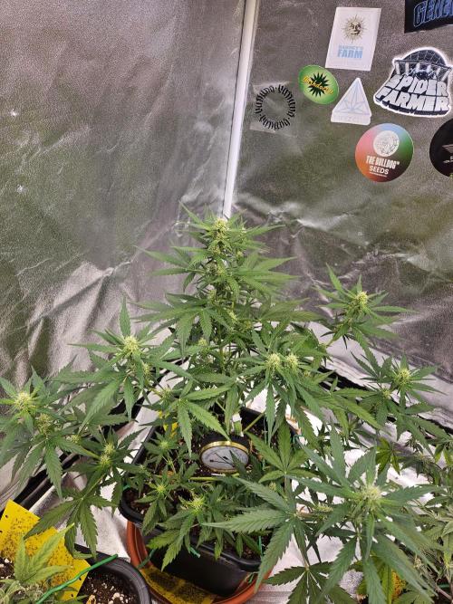 2. Big Bang Auto. Week 8