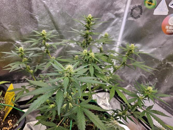 2. Big Bang Auto. Week 8