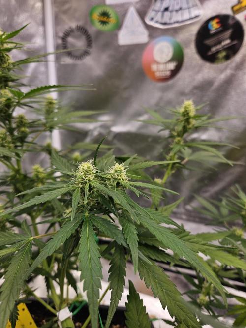 2. Big Bang Auto. Week 8