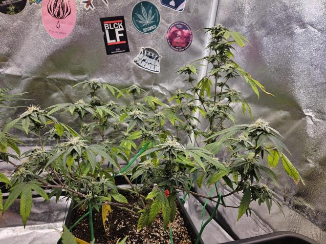 Cherry Limeade 2.. Week 20