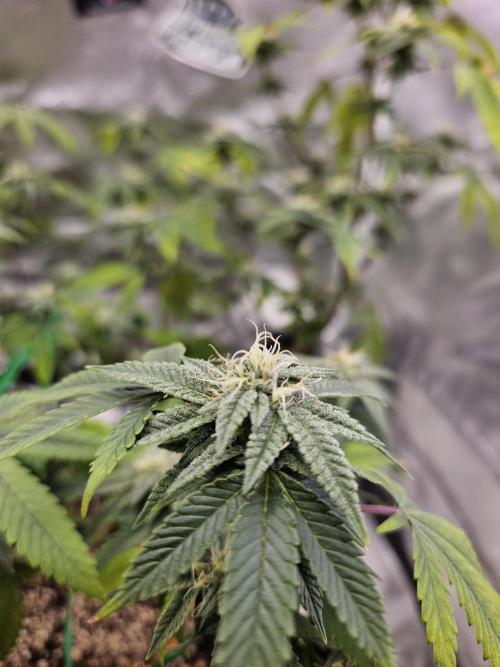 Cherry Limeade 2.. Week 20