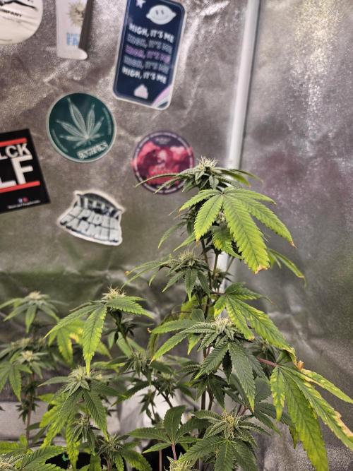 Cherry Limeade 2.. Week 20