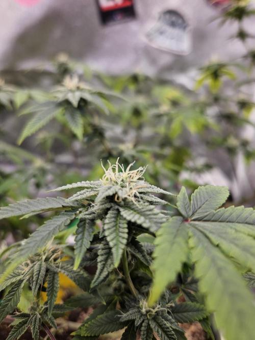 Cherry Limeade 2.. Week 20