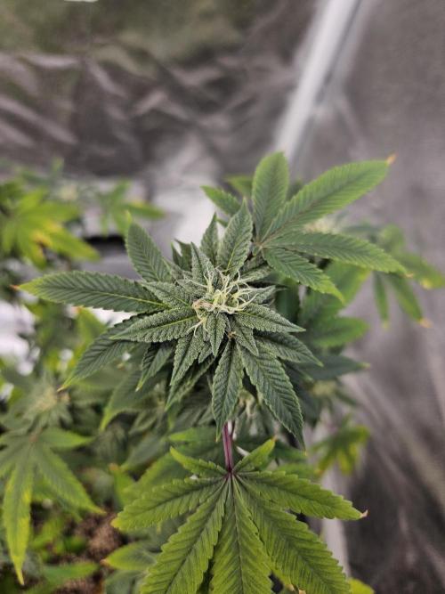 Cherry Limeade 2.. Week 20
