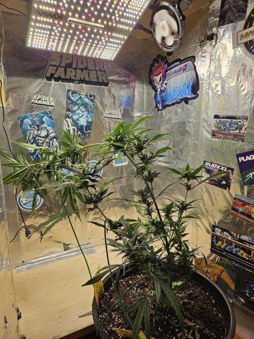 Big Bang Auto mutant. Week 9