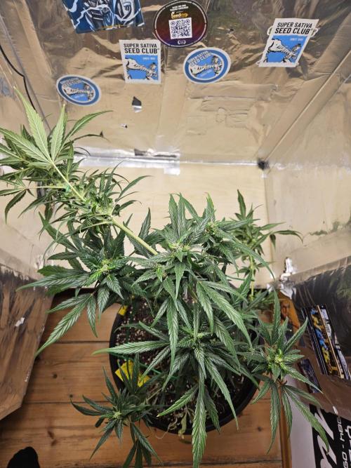 Big Bang Auto mutant. Week 9