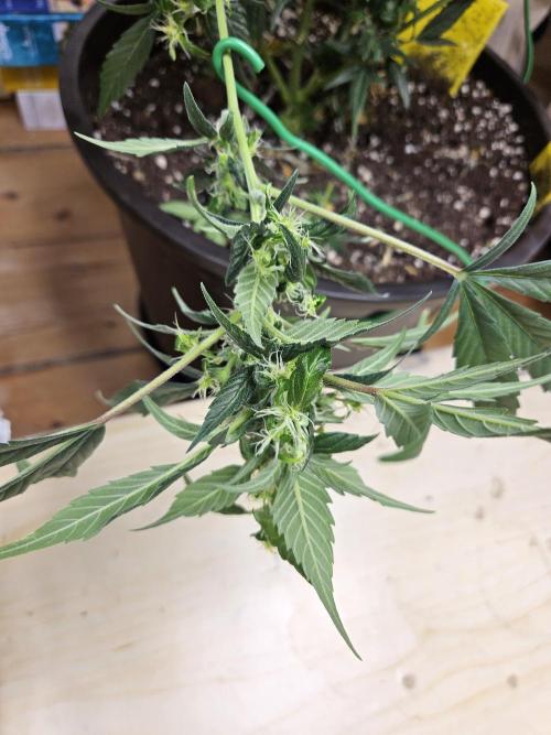 Big Bang Auto mutant. Week 9
